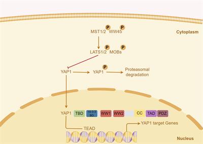 Targeting YAP1 to improve the efficacy of immune checkpoint inhibitors in liver cancer: mechanism and strategy